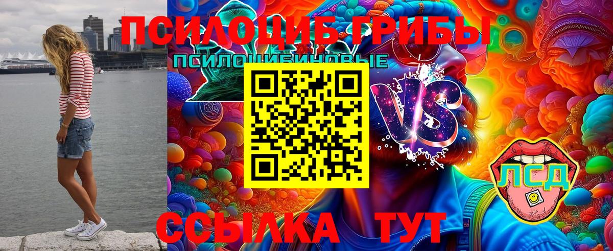 Псилоцибиновые грибы Psilocybe Большой Камень